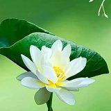 Featured image of post 【戒香普熏】《 大宝积经》：持戒得四种\u200b广胜处法（一）