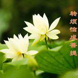 Featured image of post 【甘露法语】净界法师：转烦恼成菩提！