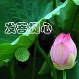 Featured image of post 【甘露法语】法藏法师：什么是菩提心？