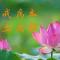 【经言祖语之持戒篇29】\u200b蕅益大师：持戒念佛，本是一门！