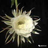 Featured image of post 【般若明灯】净界法师：唯一的机会就是今生！