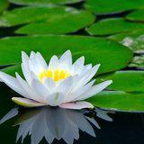 Featured image of post 【般若明灯】法藏法师：一切事业由修自己做起！