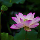 Featured image of post 【般若明灯】法藏法师：五浊世中修道不易，佛弟子当自珍重！