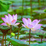Featured image of post 【般若明灯】法藏法师：佛门中为何好修福报？