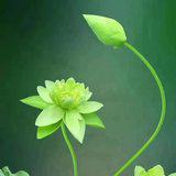 Featured image of post 【般若明灯】法藏法师：修行人须具备的最根本的标准