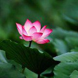 Featured image of post 【般若明灯】法藏法师：修行在当前