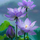 Featured image of post 【般若明灯】法藏法师：\u200b反求诸己，处处超越！