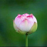 Featured image of post 【般若明灯】法藏法师：在红尘中，如何修菩萨行？