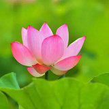 Featured image of post 【般若明灯】法藏法师：学佛四正念
