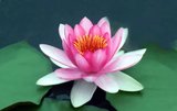 Featured image of post 【般若明灯】法藏法师：无事于心