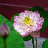 Featured image of post 【般若明灯】法藏法师：欲浪滔滔戒作筏，身口摄持法无他！