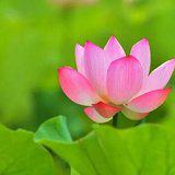 Featured image of post 【般若明灯】法藏法师：生活中时时以佛法省察！
