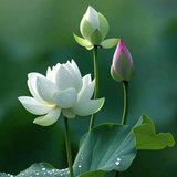 Featured image of post 【般若明灯】法藏法师：立下生命方向的四个方法