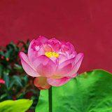 Featured image of post 【般若明灯】法藏法师：菩提心是成佛的唯一因心！