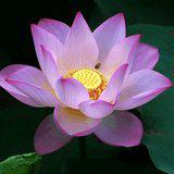 Featured image of post 【般若明灯】法藏法师：逆境之中好修行！