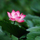 Featured image of post 【般若明灯】法藏法师：遇境之际，如何保持自觉？