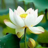 Featured image of post 【菩提愿海】《华严经》：发菩提心净功德宝，佛智日月一切功德悉于中现！