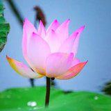 Featured image of post 【菩提愿海】《华严经》：菩提心宝，普现庄严！